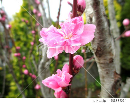 ハナモモ ピンク花の照手桃 ハナモモ ピンク花の照手桃 6883394