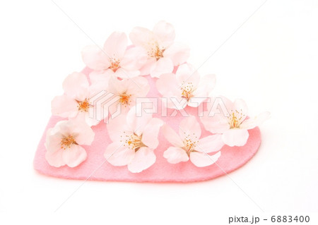 桜 桜 6883400