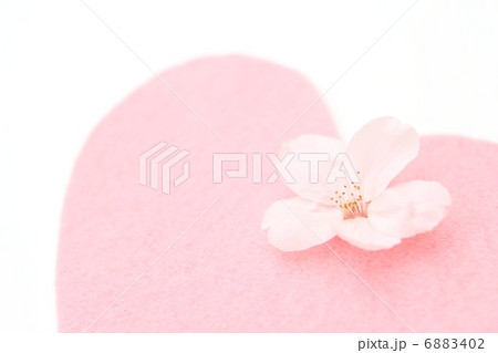 桜 桜 6883402