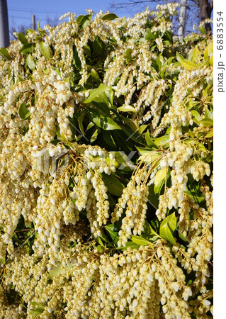 アセビ アセビ 6883554