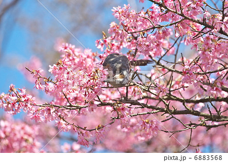 ヒヨドリ 6883568