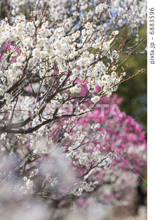 薬師寺の梅園 6883596