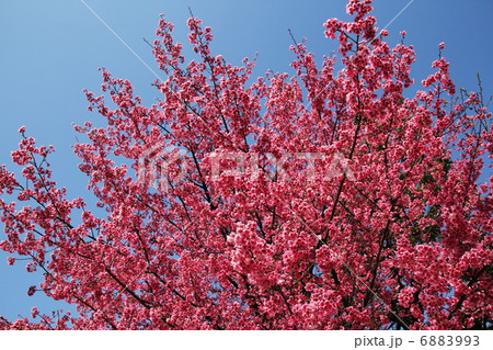 永代橋の緋寒桜 6883993