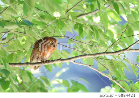 コノハズク 6884421