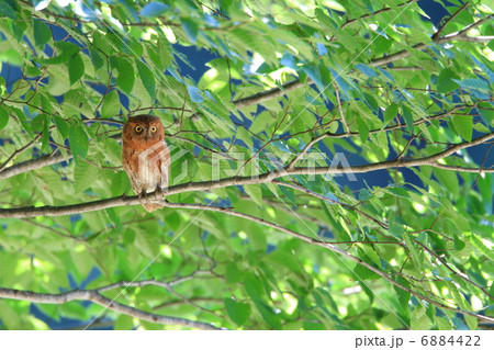 コノハズク 6884422