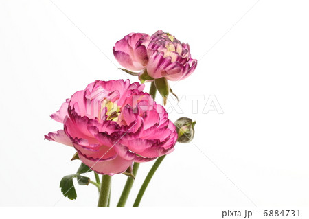 赤紫の花びらの重なりが美しいラナンキュラス 赤紫の花びらの重なりが美しいラナンキュラス 6884731