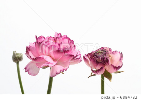 赤紫の花びらの重なりが美しいラナンキュラス 6884732