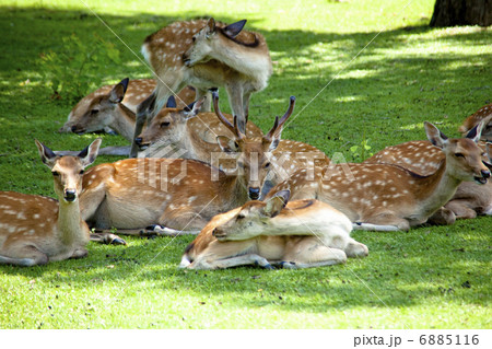 奈良公園の鹿 奈良公園の鹿 6885116