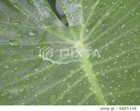 雨に濡れた葉 雨に濡れた葉 6885149