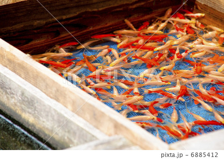 金魚の養殖池 6885412