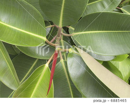 ゴムの木 ゴムの木 6885465