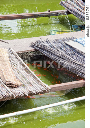 金魚の養殖池 6885764