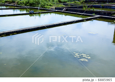 金魚の養殖池 6885965