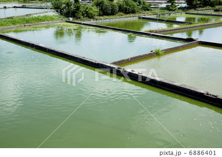 金魚の養殖池 6886401