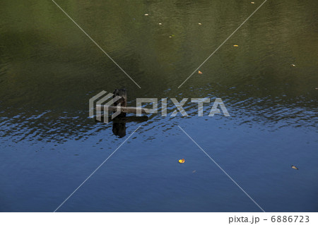 古池 古池 6886723