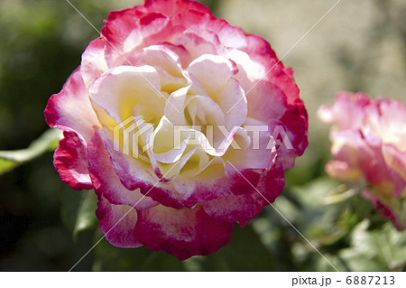 バラの花 バラの花 6887213