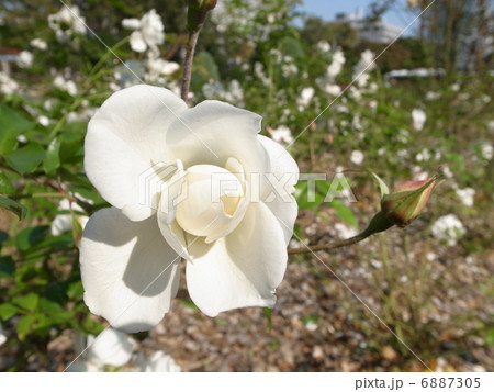 白いバラ 6887305