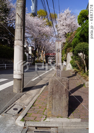 桜坂 桜坂 6887378