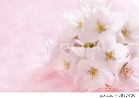 桜 6887406
