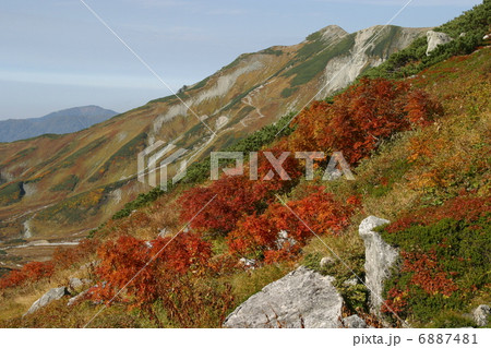 立山の紅葉 6887481