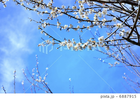 梅と青空 6887915