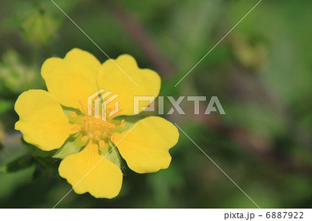 カワラサイコの花 カワラサイコの花 6887922