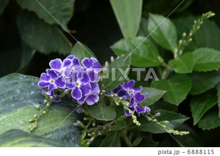 デュランタ・タカラヅカ 6888115