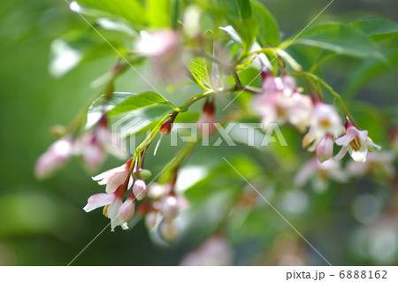 エゴノキ 6888162