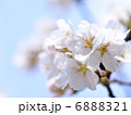 桜花 6888321