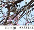 サクラとシジュウカラ 6888323