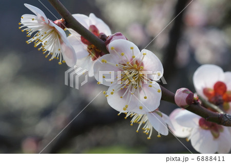 梅の花 梅の花 6888411