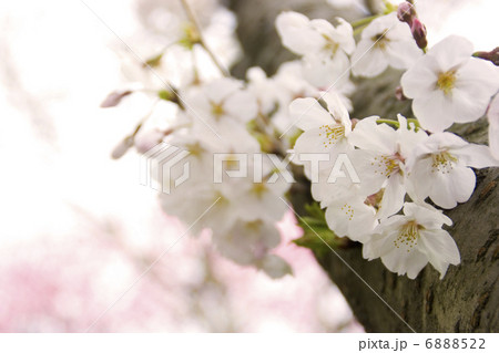 sakura 6888522
