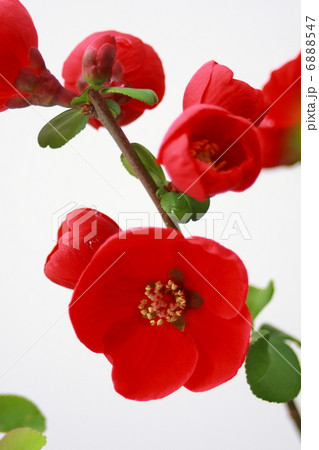 木瓜の花 6888547