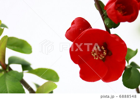 木瓜の花 木瓜の花 6888548