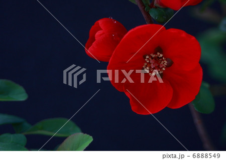 木瓜の花 6888549