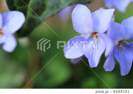すみれ すみれ 6888581