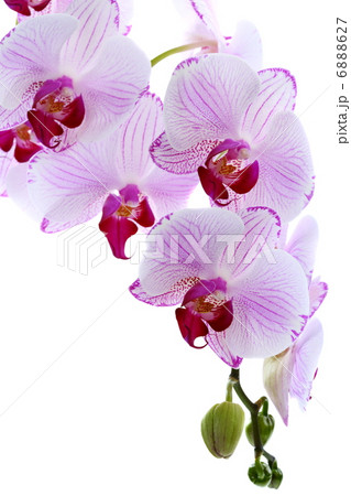 Flowering branch of pink orchids. 6888627