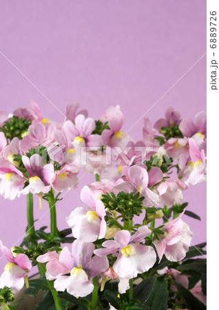 ネメシアメロウ・ミルキーピンク ネメシアメロウ・ミルキーピンク 6889726