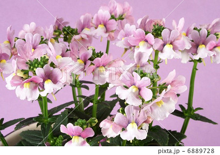 ネメシアメロウ・ミルキーピンク ネメシアメロウ・ミルキーピンク 6889728