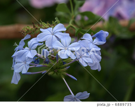 ルリマツリ 6889735