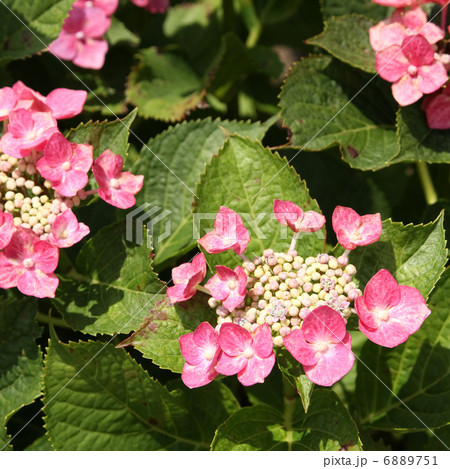ヒメアジサイ 6889751