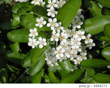 ピラカンサ ピラカンサ 6889771