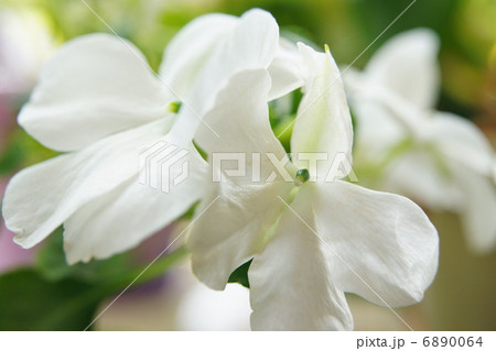 ニチニチソウ 6890064