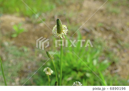 ヘラオオバコ 6890196