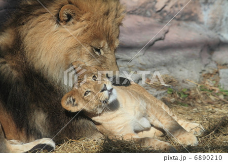 ライオン家族 ライオン家族 6890210