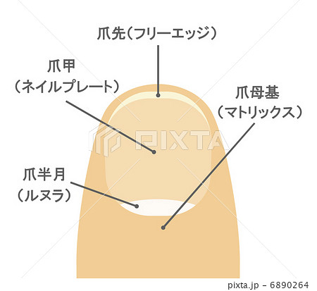 爪の構造のイラスト素材