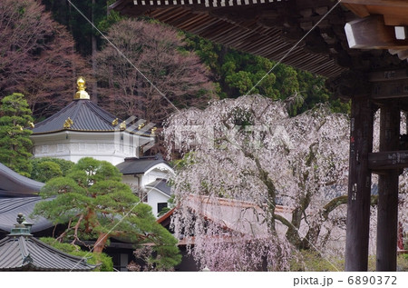 久遠時しだれ桜 久遠時しだれ桜 6890372