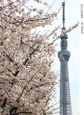 スカイツリーと桜 スカイツリーと桜 6890759