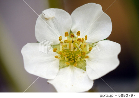 イチゴの花 おしべとめしべの写真素材