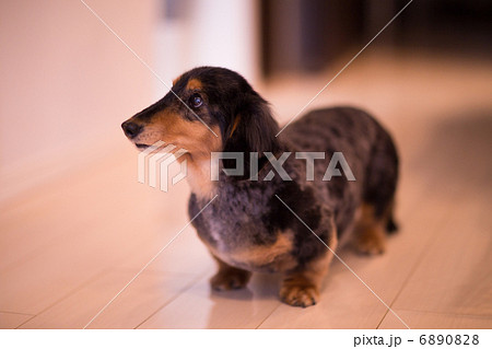 ミニチュアダックス ミニチュアダックス 6890828